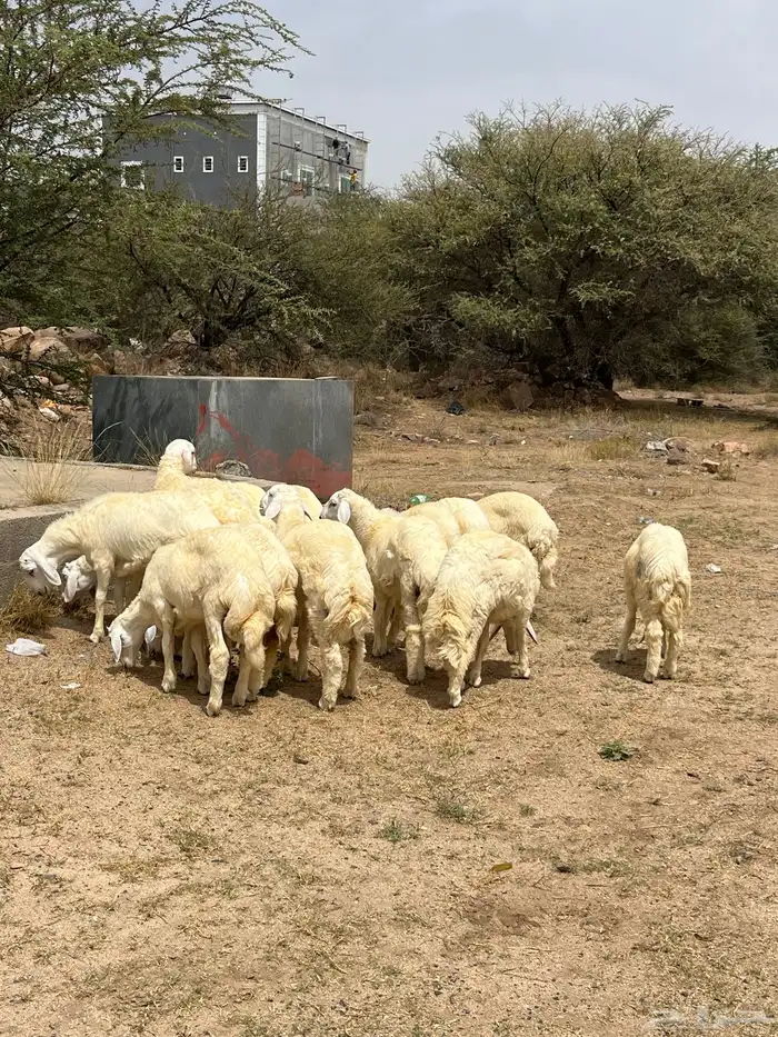خرفان حريات جبره كفوو انتاج 1