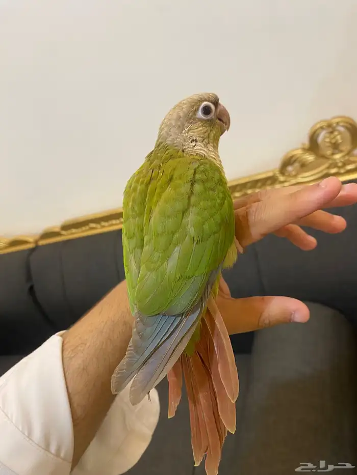 ببغاء كنيور هدد وا اليف 1