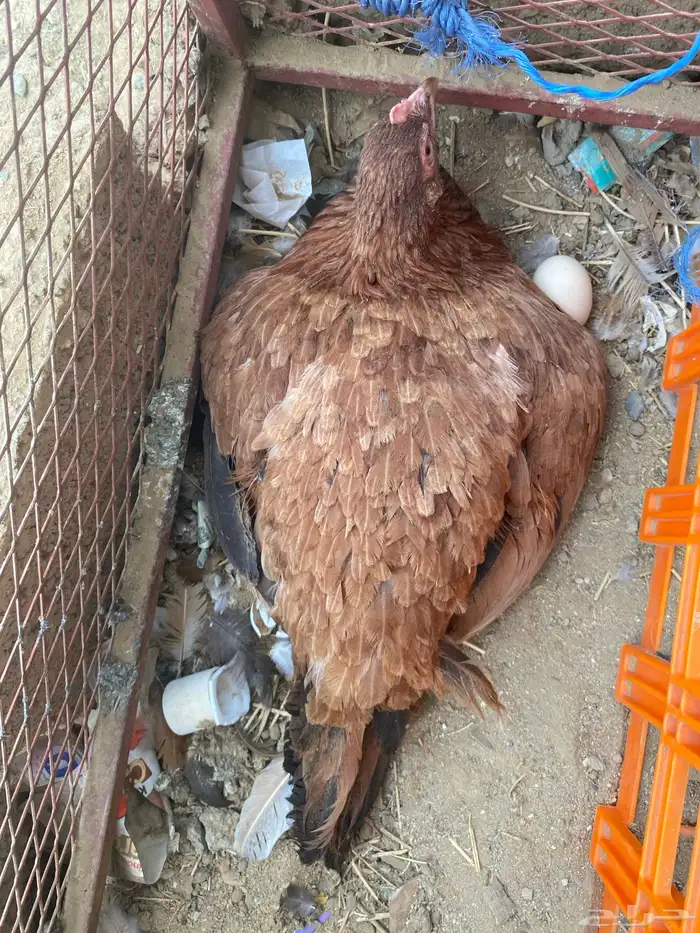 دجاج باكستاني للبيع 6