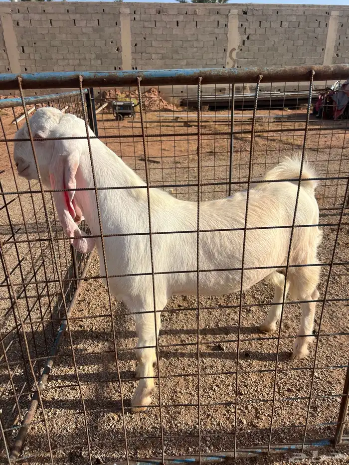 مشروع فحل مطور ابيض ابرص اجم 0
