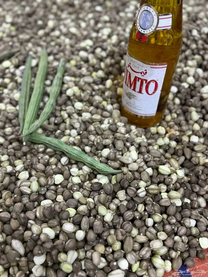 بذور البان العربي 0