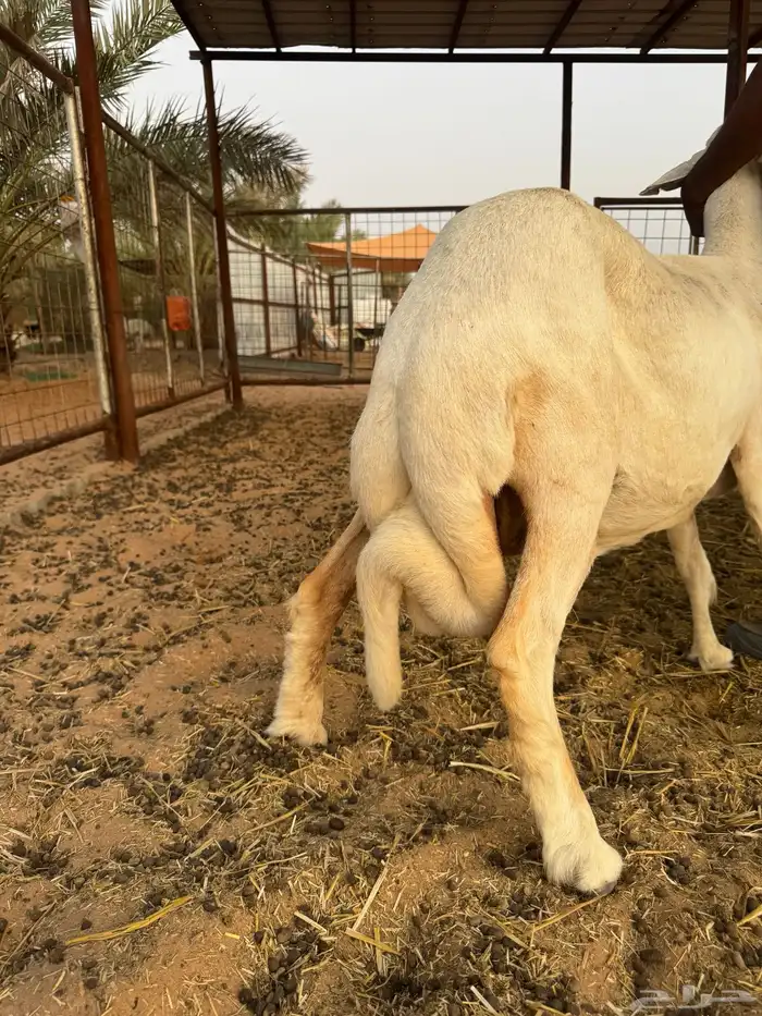 حرية حايل 3