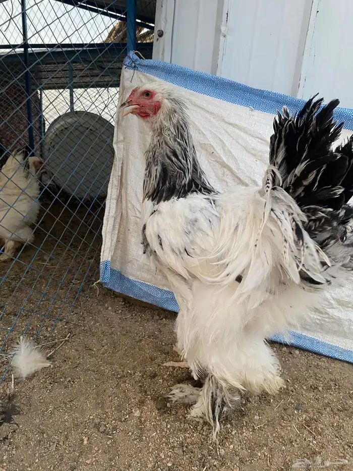 البيع ديك براهما 1