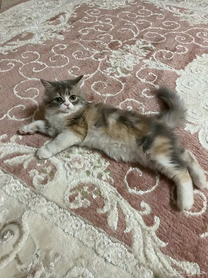 قط شيرازي الخرج 0