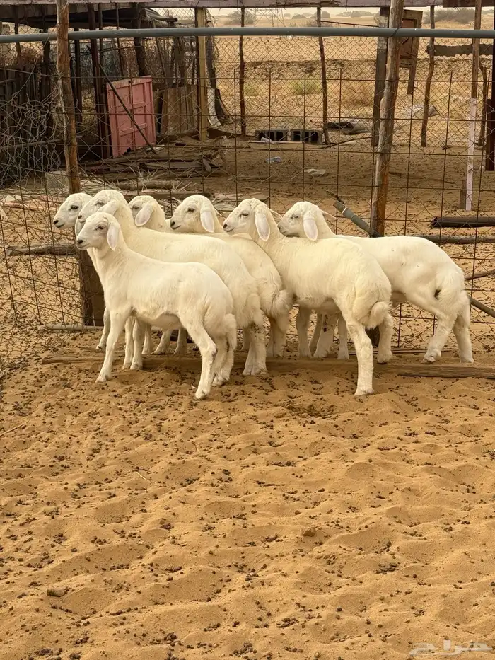 بهم تربيه المظيلف 3