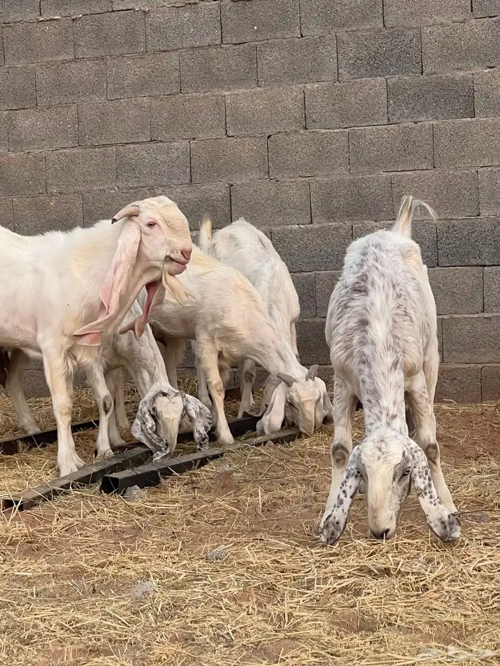 معزاء 2