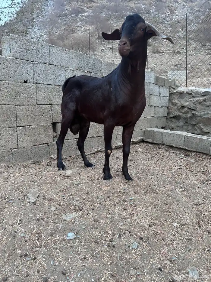 تيس البيع 0