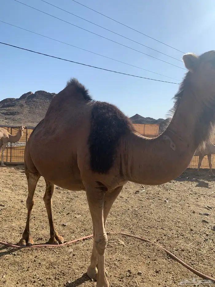 نايه وجمال وحشو 1