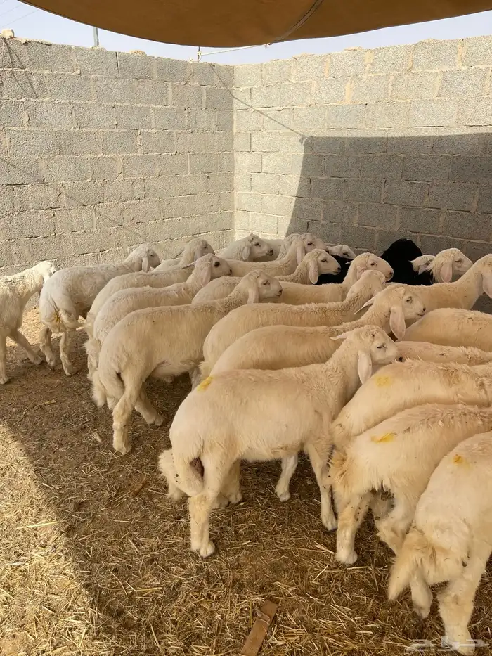 ذبايح هرافى لباني 2