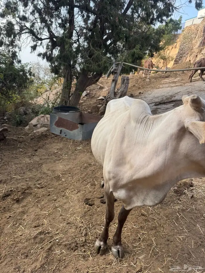 بقرة للبيع 3