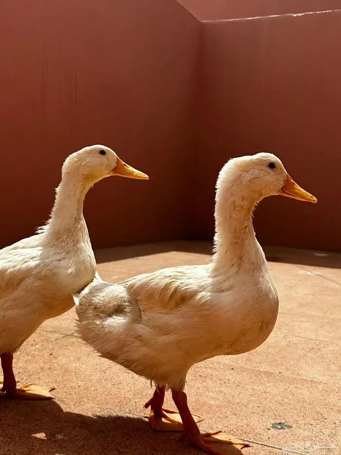 بط للبيع 1