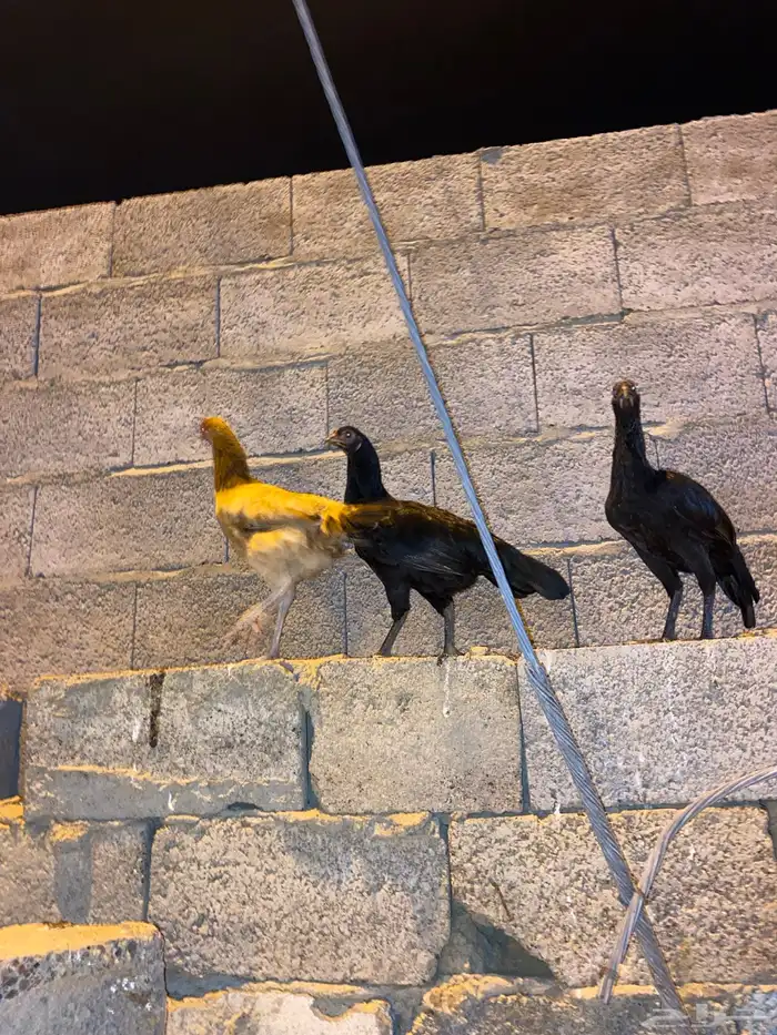 دجاج باكستاني للبيع 0
