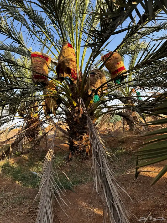 مزرعه جنوب المدينه 4
