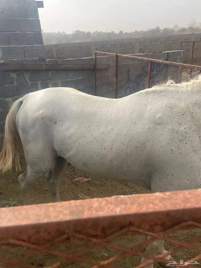 خيل شعبي للبيع العمر 6 سنوات 1