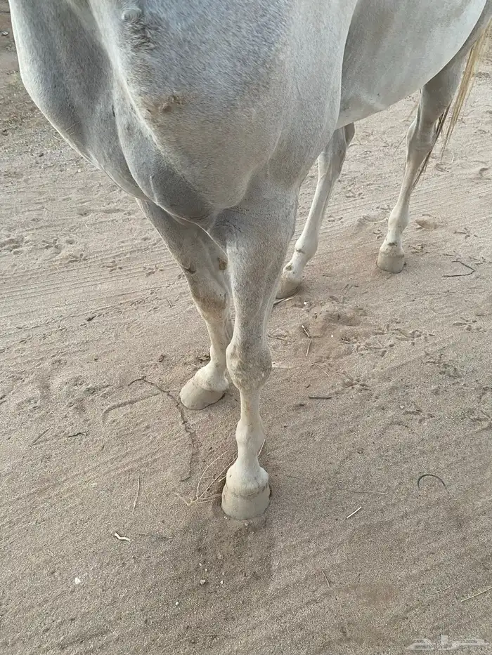 حصان واهو 2