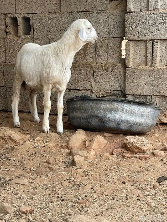 مشروع فحل حري فاخر توم 2
