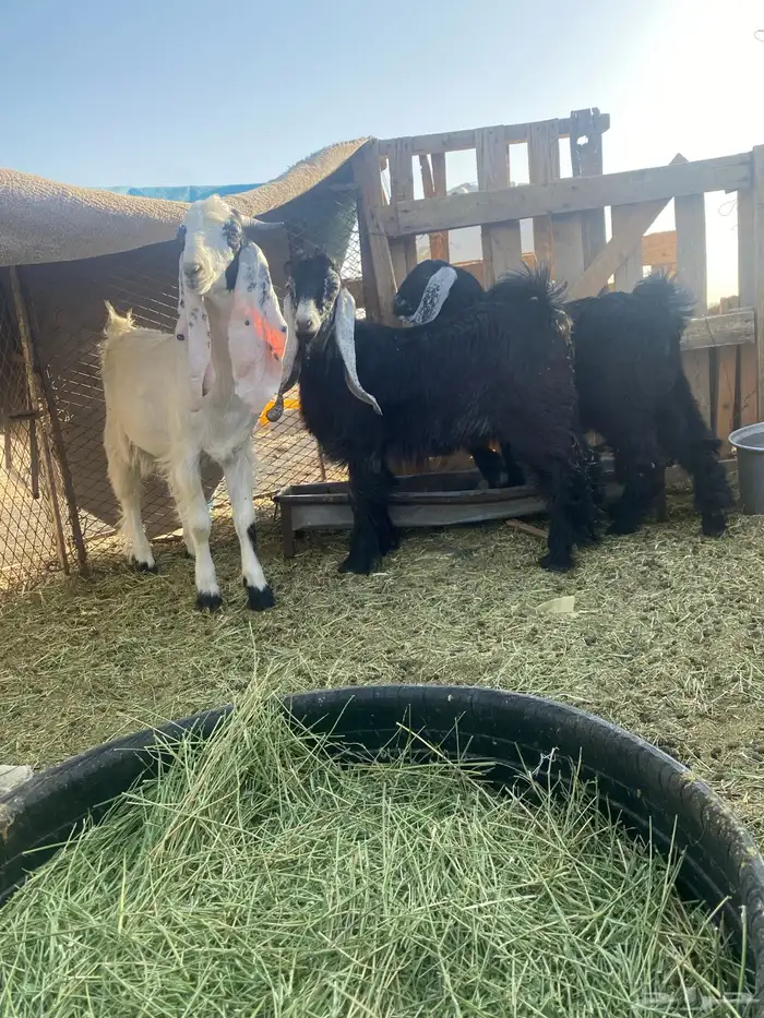 جفار طيبه 1