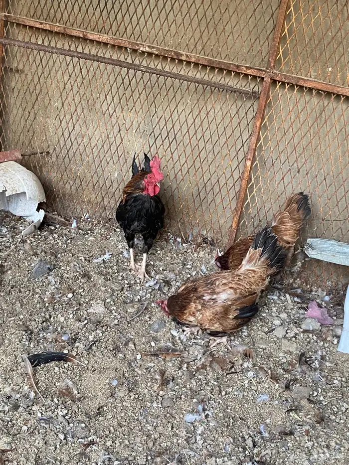 للبيع طقم دجاج ترثه 3