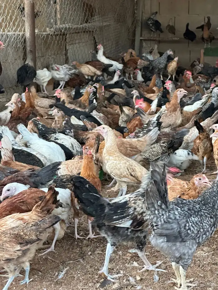 دجاج بشاير عمر 4 الى5 شهور 2