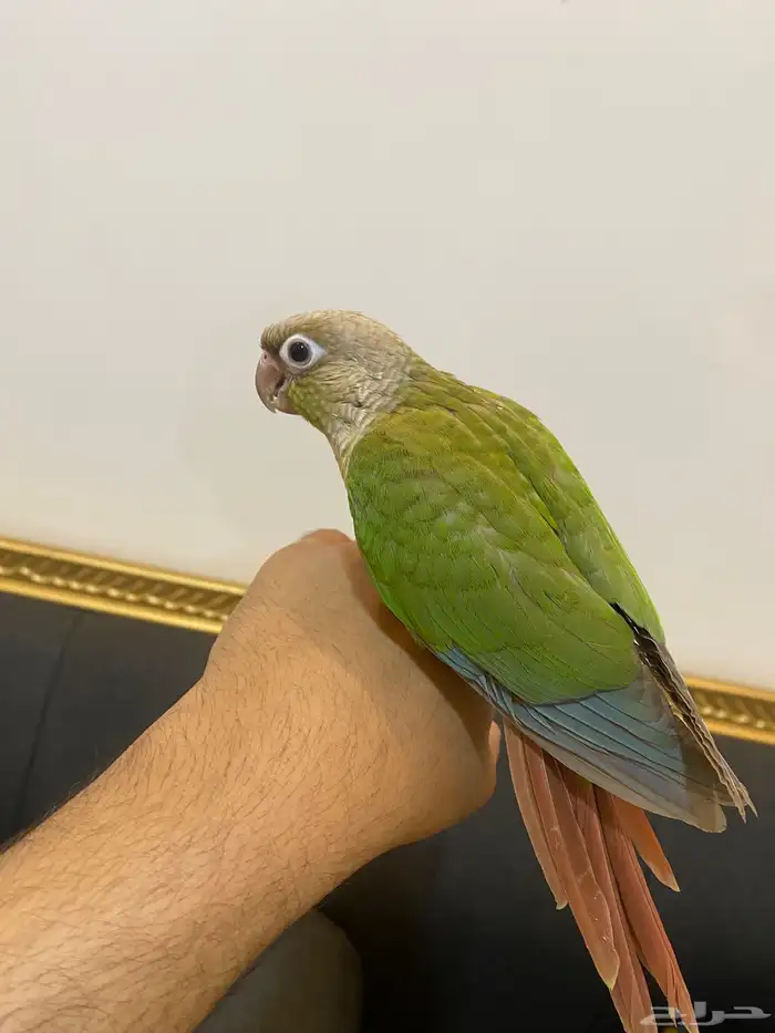 ببغاء كنيور هدد وا اليف 0