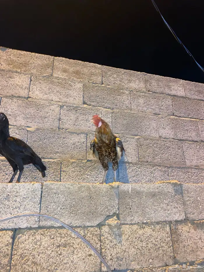 دجاج باكستاني للبيع 1