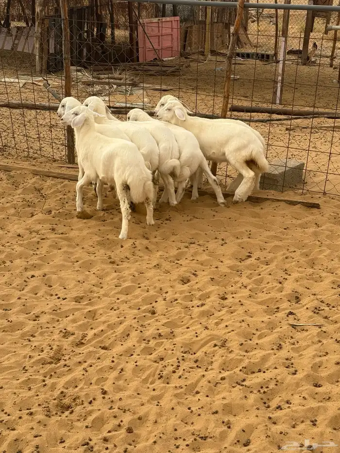 بهم تربيه المظيلف 1