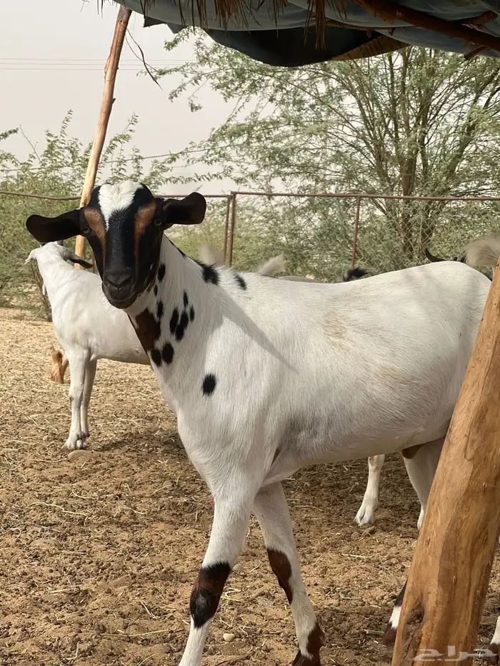تيوس 2