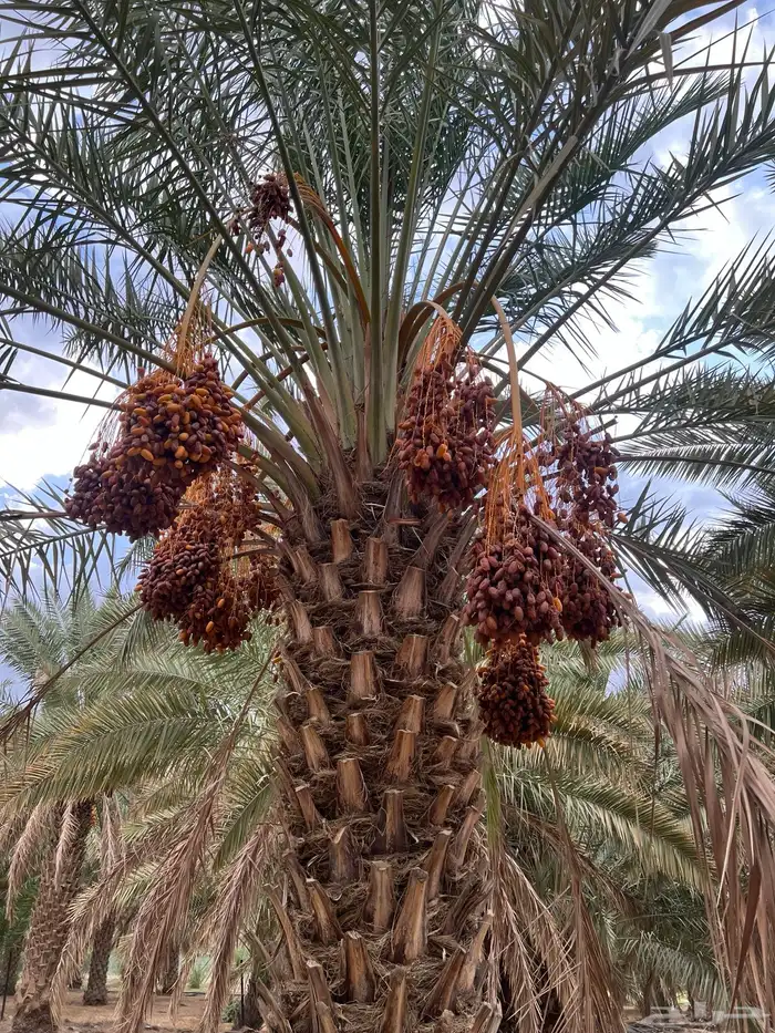 ثمرة صفري للبيع 3