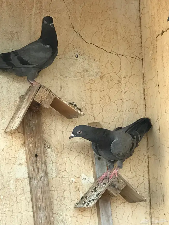حمام باكستاني 2