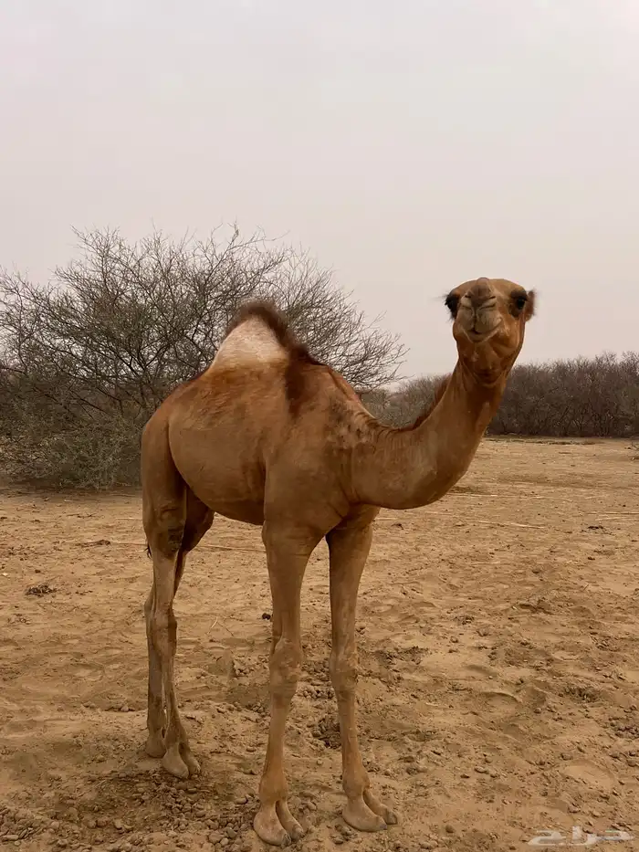 للبيع قعود مشروع فحل على مستوي ماشاءالله 2