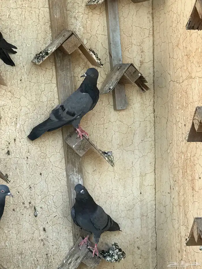 حمام باكستاني 3