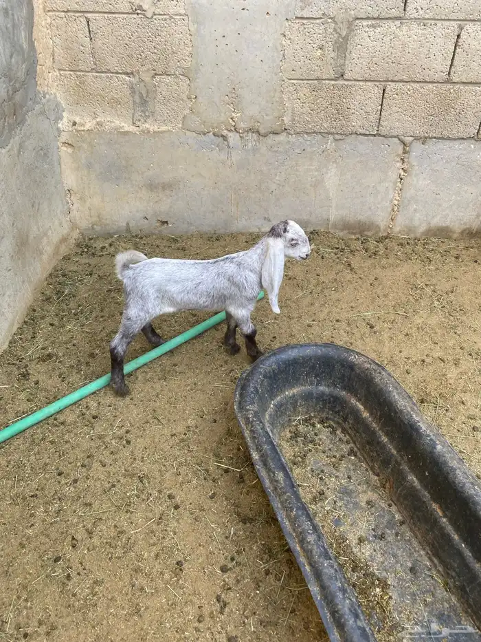 للبيع عنز هولندية معها جفرة 7