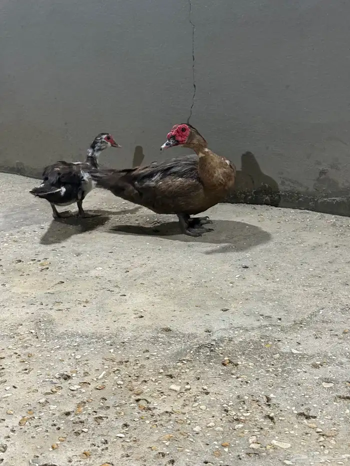 ذكر وانثى بط مصري 0