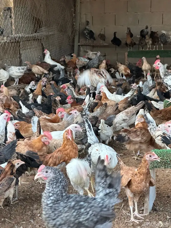دجاج بشاير عمر 4 الى5 شهور 1