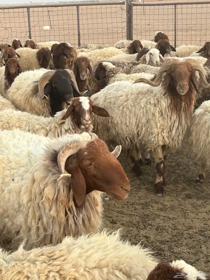 لبيع 2