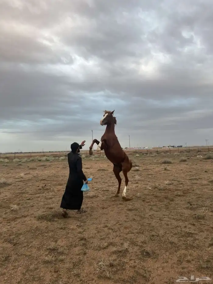 خيل للبيع 3