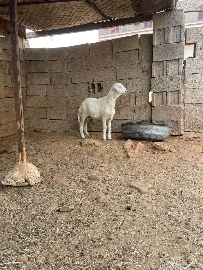 مشروع فحل حري فاخر توم 5