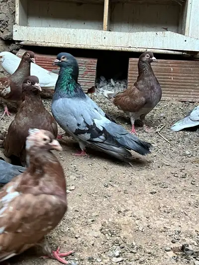 حمام مصري مالطي 45 سم index