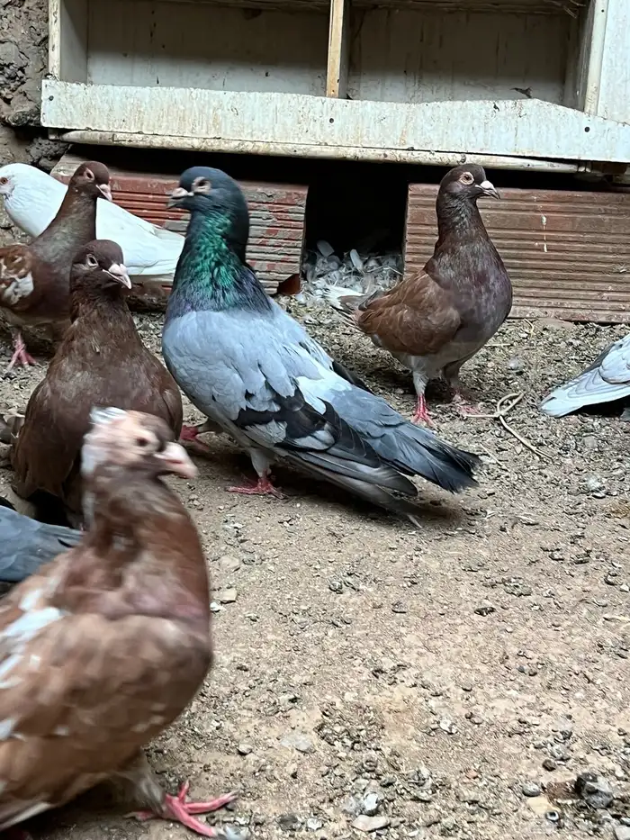 حمام مصري مالطي 45 سم 1