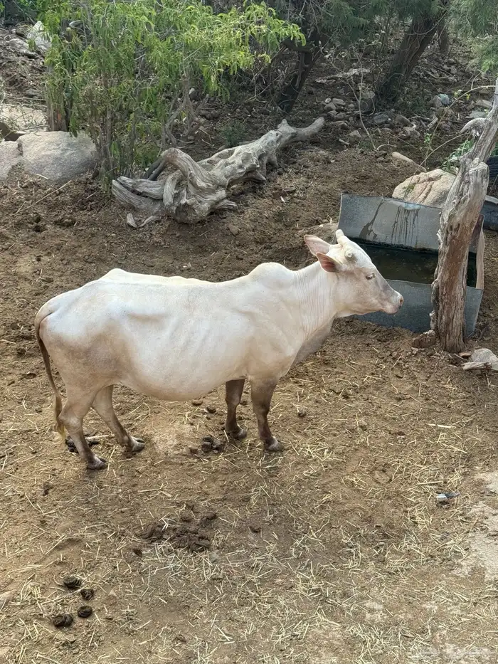 بقرة للبيع 1