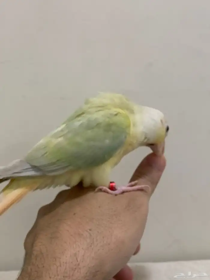 فروخ كنيور مون شك الليف وهدد 4