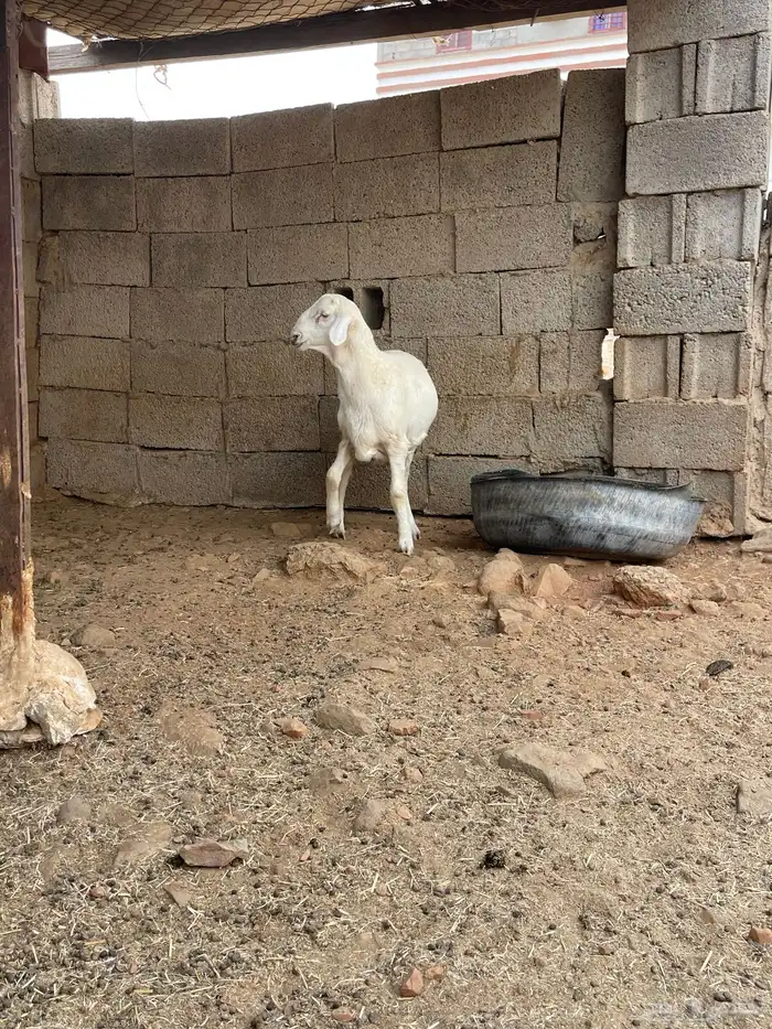 مشروع فحل حري فاخر توم 7