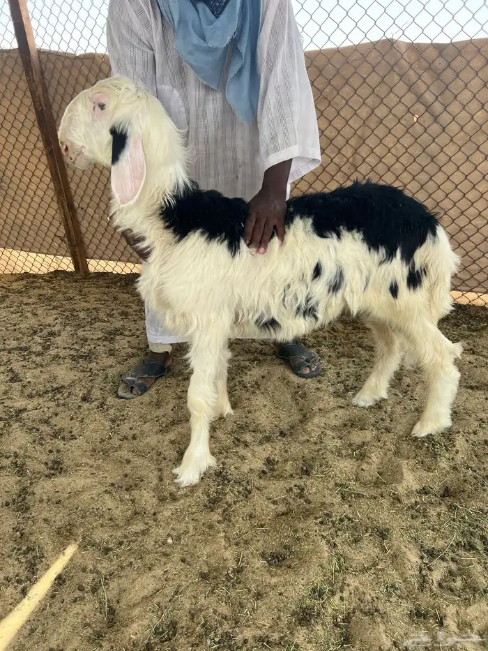 مشروع فحل نجدي 0