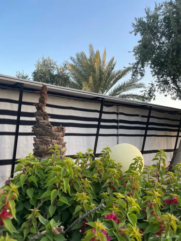 بيت الشعر ال 11