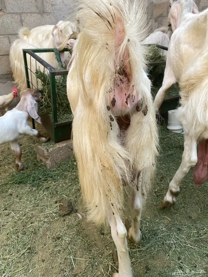 للبيع عنز ومعها 3 جفار 0