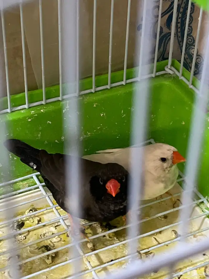 طيور زيبرا جوز 0