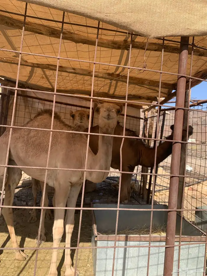 نايه وجمال وحشو 2