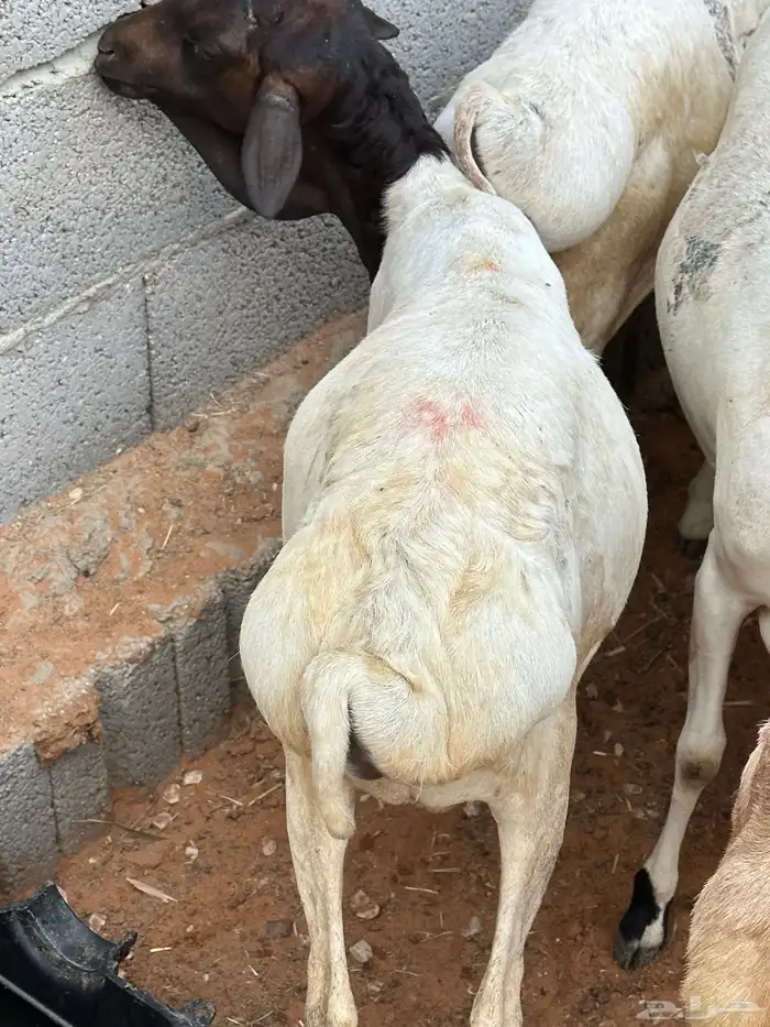 طليان برابر جذعان 3