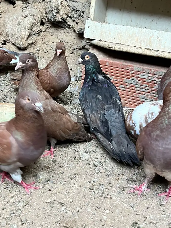 حمام مصري مالطي 45 سم 2