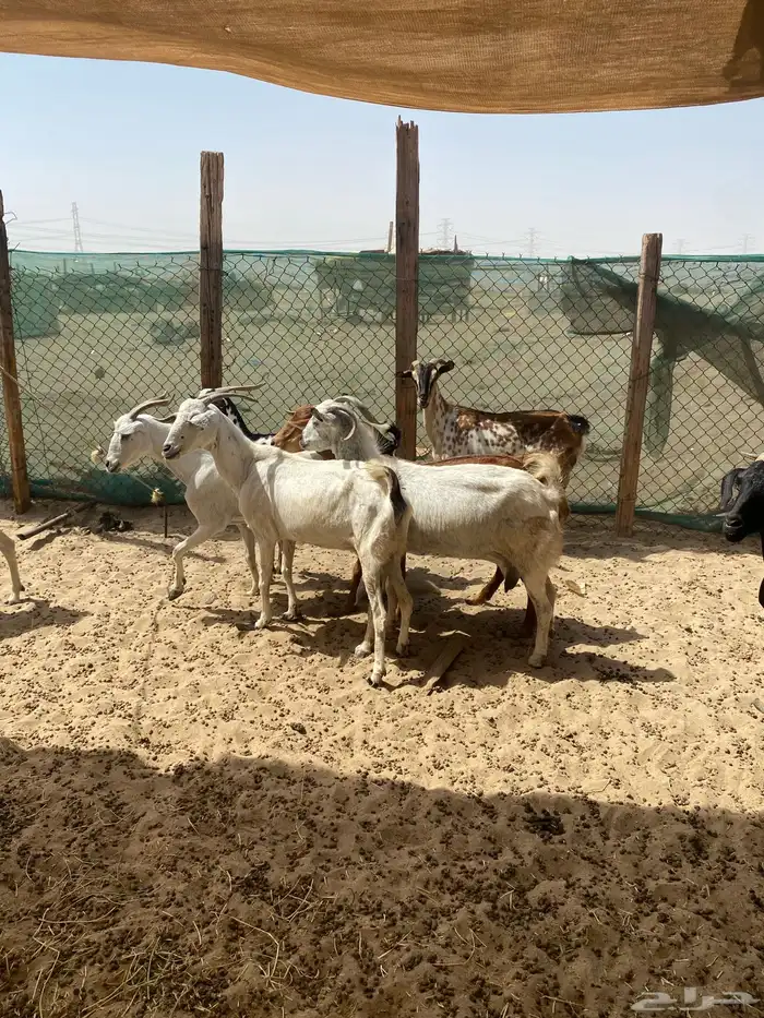 معزه بشيت طيبة 1